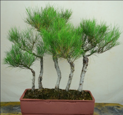 Casuarina