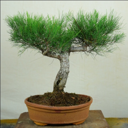 Casuarina