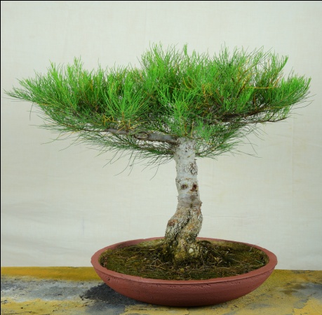 Casuarina