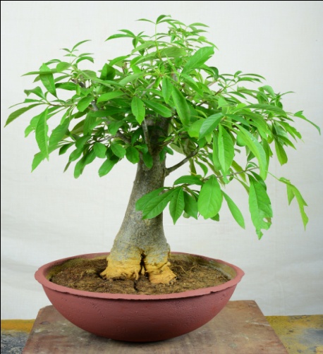 Baobab