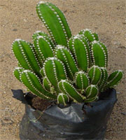 Cactus