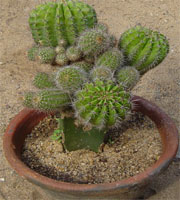 Cactus