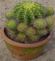 Cactus