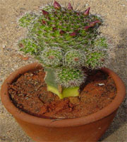Cactus