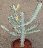 Cactus
