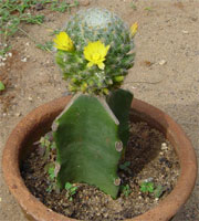 Cactus