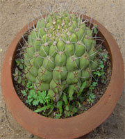 Cactus