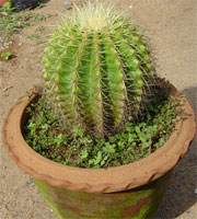 Cactus