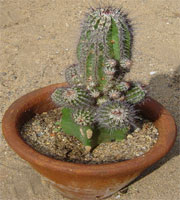 Cactus