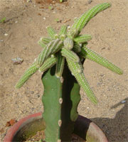 Cactus