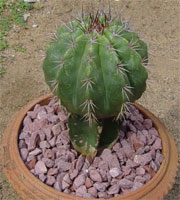 Cactus