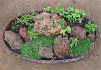 Tray Garden