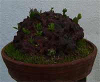 Tray Garden