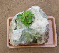 Tray Garden