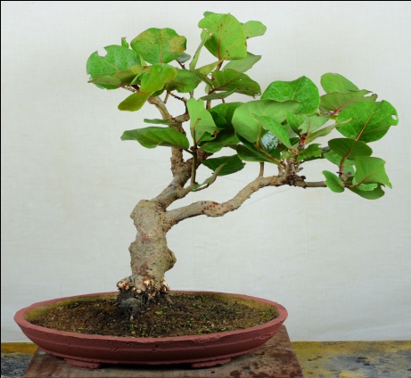 Sea Grape