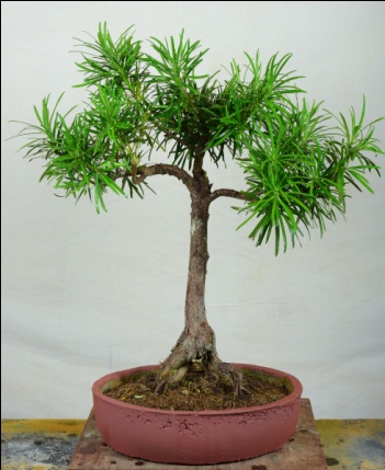Podocarpus