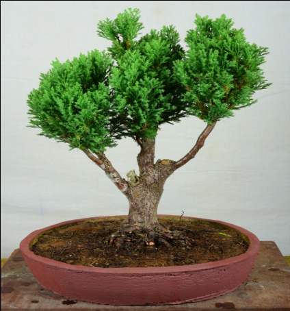 Juniper