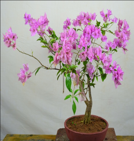 Bougainvillea
