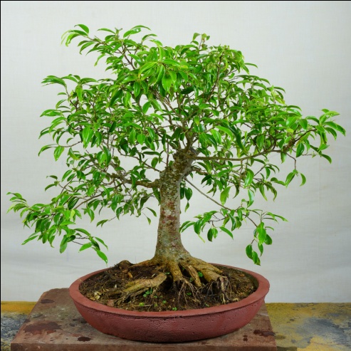 Chinese Banyan