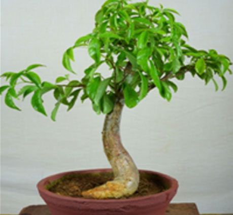 Baobab