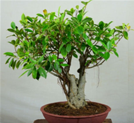Ficus