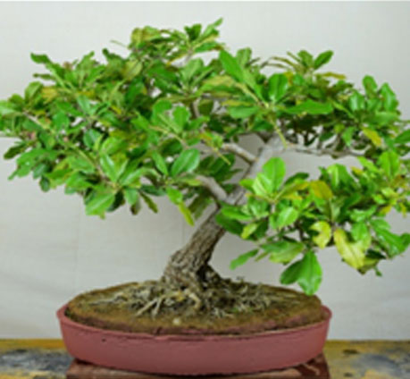 khirni