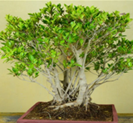 Chinese Banyan