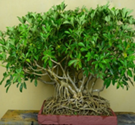 Umbrella Tree