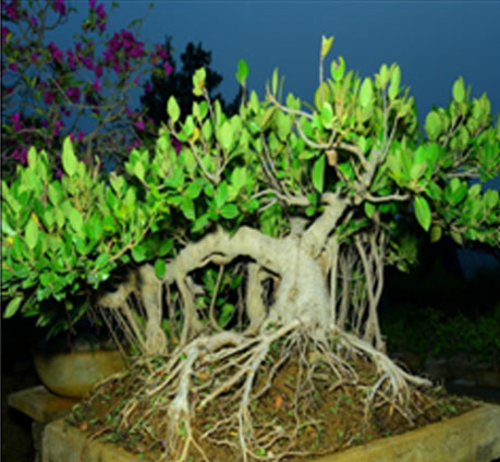Ficus