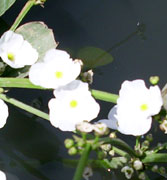 Water Plants