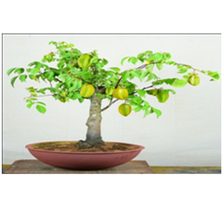 Star fruit