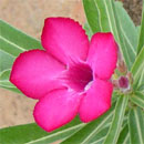 Adenium Hybrids