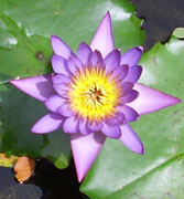Water Lilly