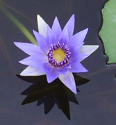 Water Lilly
