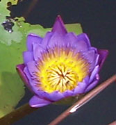Water Lilly