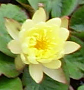 Water Lilly