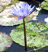 Water Lilly