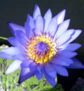 Water Lilly