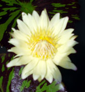 Water Lilly