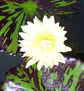 Water Lilly