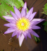Water Lilly