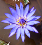 Water Lilly