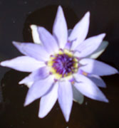 Water Lilly