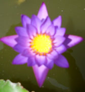 Water Lilly