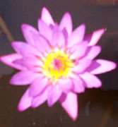 Water Lilly