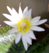 Water Lilly