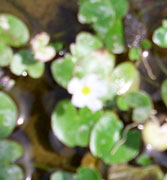 Water Lilly