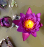 Water Lilly